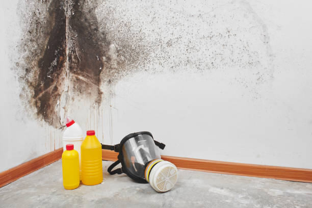 Best DIY Mold Remediation Support Services in Magnolia, TX