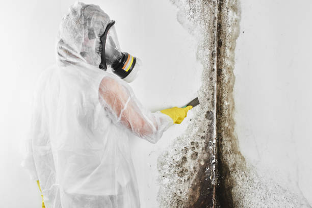 Best Industrial Mold Remediation in Magnolia, TX
