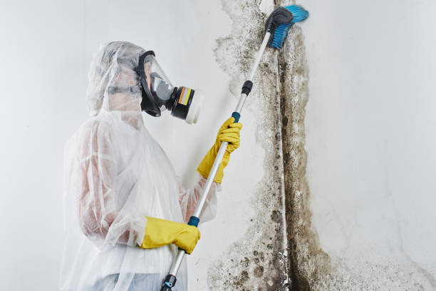 Magnolia, TX Mold Remediation Company