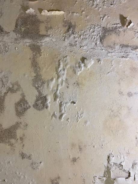 Best Insurance-Related Mold Remediation in Magnolia, TX