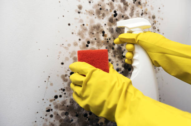 Best Industrial Mold Remediation in Magnolia, TX
