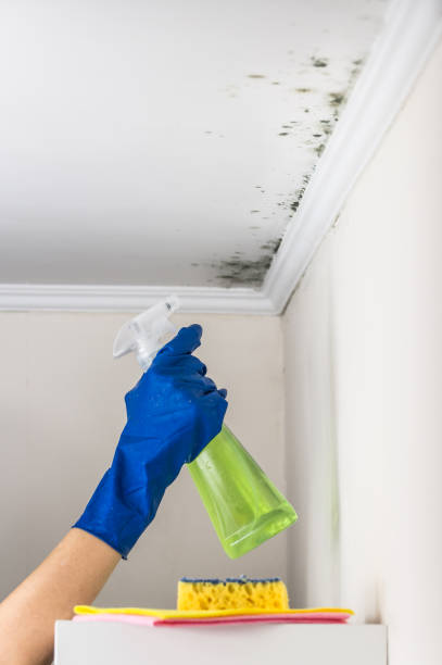 Best Basement Mold Remediation in Magnolia, TX