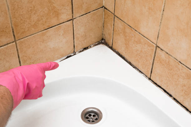 Best Attic Mold Remediation in Magnolia, TX