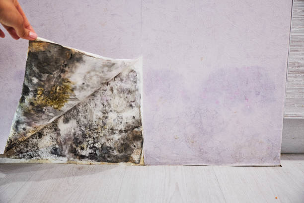 Best Post-Flood Mold Remediation in Magnolia, TX